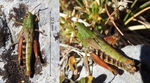 Réf. 286 335 : Pseudochorthippus parallelus parallelus